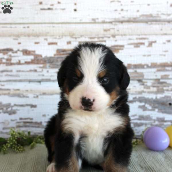 Major, Bernese Mountain Dog Puppy