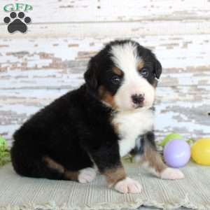 Major, Bernese Mountain Dog Puppy