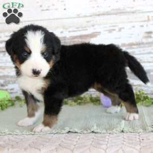Major, Bernese Mountain Dog Puppy