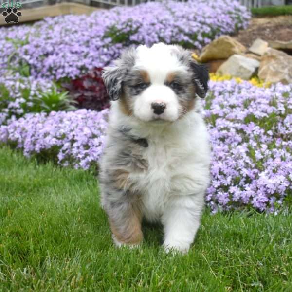 Malachi, Australian Shepherd Puppy