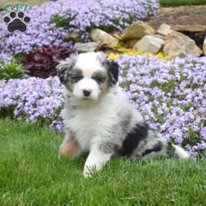 Malachi, Australian Shepherd Puppy