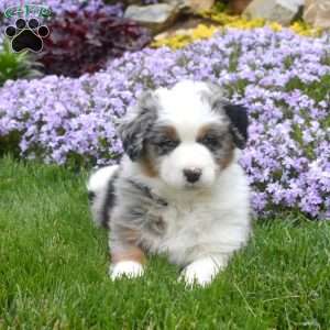 Malachi, Australian Shepherd Puppy