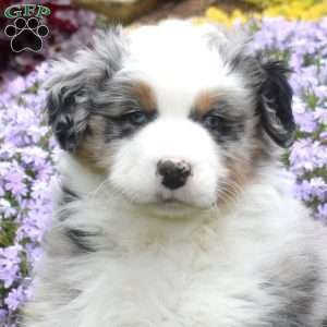 Malachi, Australian Shepherd Puppy