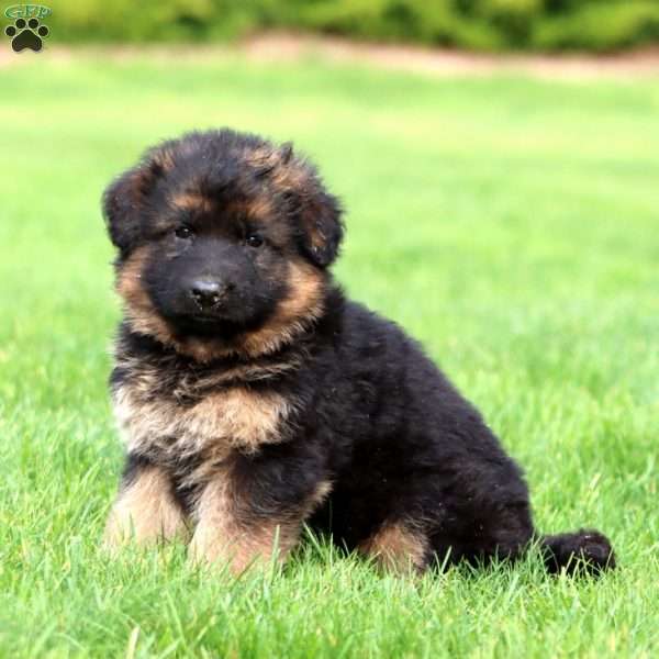 Malicka- long haired, German Shepherd Puppy