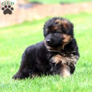 Malicka- long haired, German Shepherd Puppy