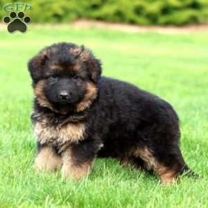 Malicka- long haired, German Shepherd Puppy