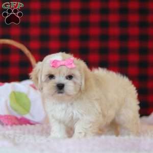 Malinda, Lhasa Apso Puppy