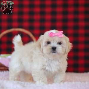 Malinda, Lhasa Apso Puppy