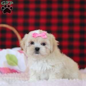 Malinda, Lhasa Apso Puppy