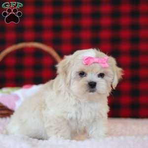 Malinda, Lhasa Apso Puppy