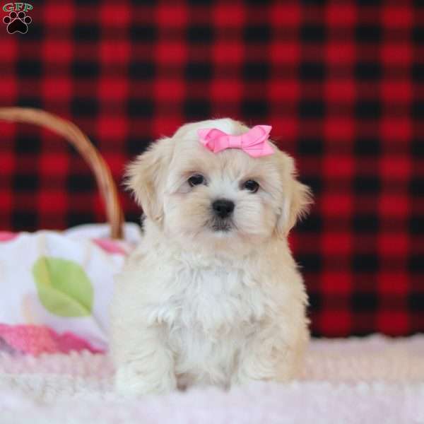 Malinda, Lhasa Apso Puppy