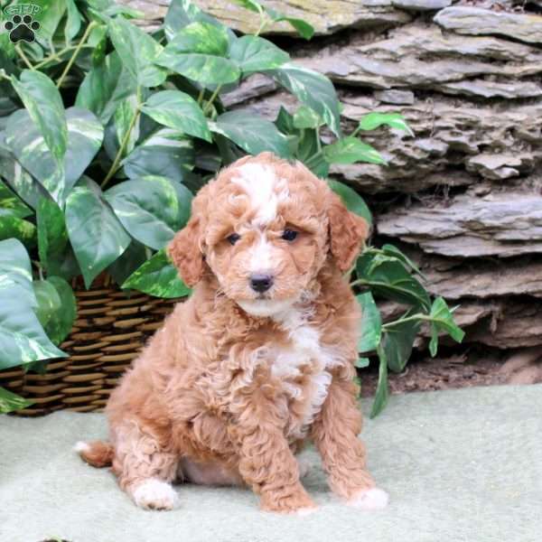 Mallory, Miniature Poodle Puppy