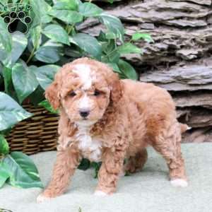 Mallory, Miniature Poodle Puppy