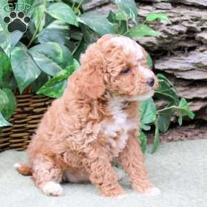 Mallory, Miniature Poodle Puppy