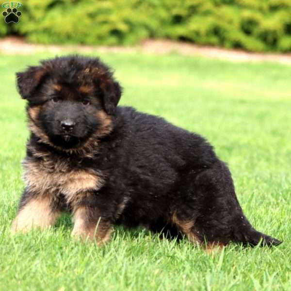 Mally- long haired, German Shepherd Puppy