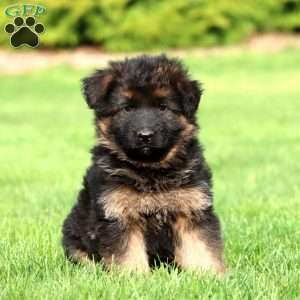 Mally- long haired, German Shepherd Puppy