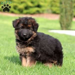 Mally- long haired, German Shepherd Puppy