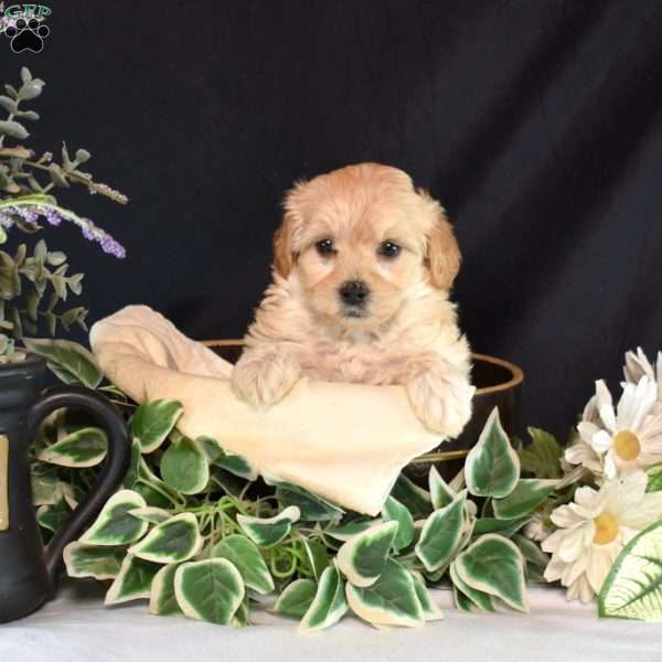 Mango, Maltipoo Puppy