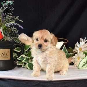 Mango, Maltipoo Puppy