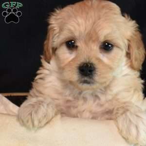 Mango, Maltipoo Puppy