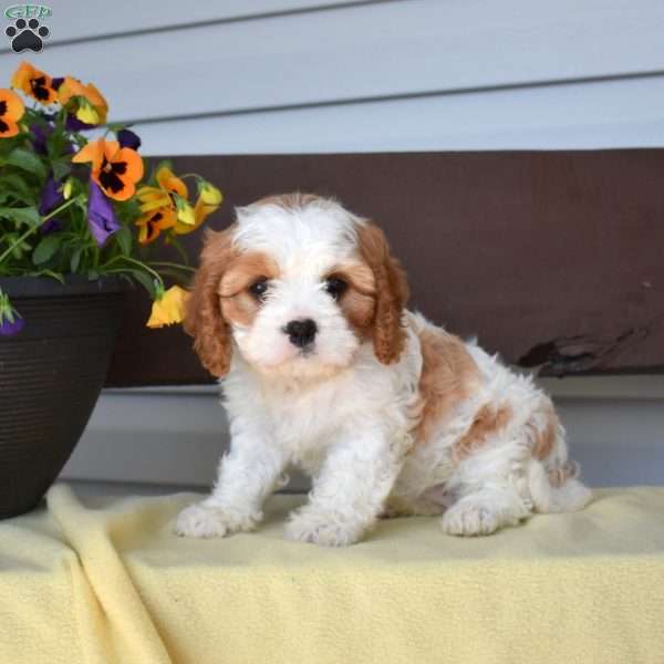 Marble, Cavapoo Puppy