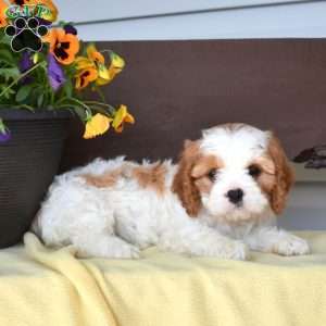 Marble, Cavapoo Puppy