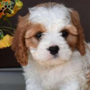 Marble, Cavapoo Puppy