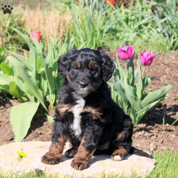 Marcie, Mini Bernedoodle Puppy