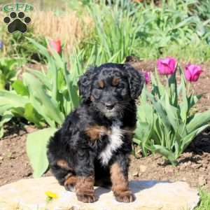 Marcie, Mini Bernedoodle Puppy