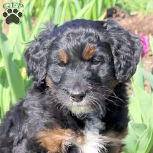 Marcie, Mini Bernedoodle Puppy