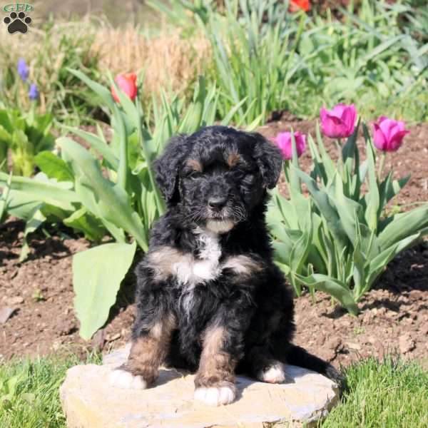 Marcus, Mini Bernedoodle Puppy