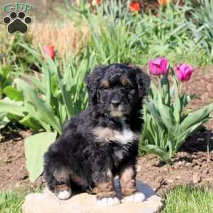 Marcus, Mini Bernedoodle Puppy