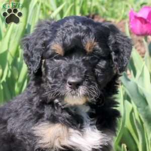 Marcus, Mini Bernedoodle Puppy