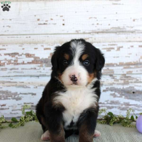 Margie, Bernese Mountain Dog Puppy