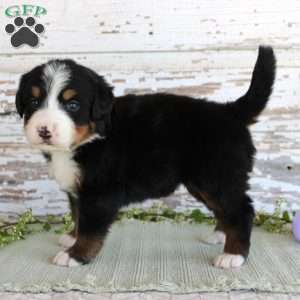 Margie, Bernese Mountain Dog Puppy