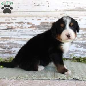 Margie, Bernese Mountain Dog Puppy