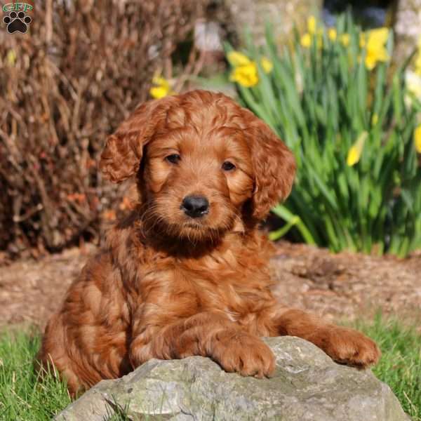 Margot, Mini Labradoodle Puppy