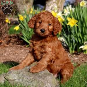 Margot, Mini Labradoodle Puppy