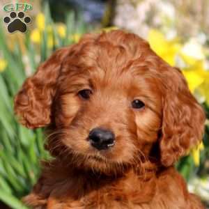 Margot, Mini Labradoodle Puppy