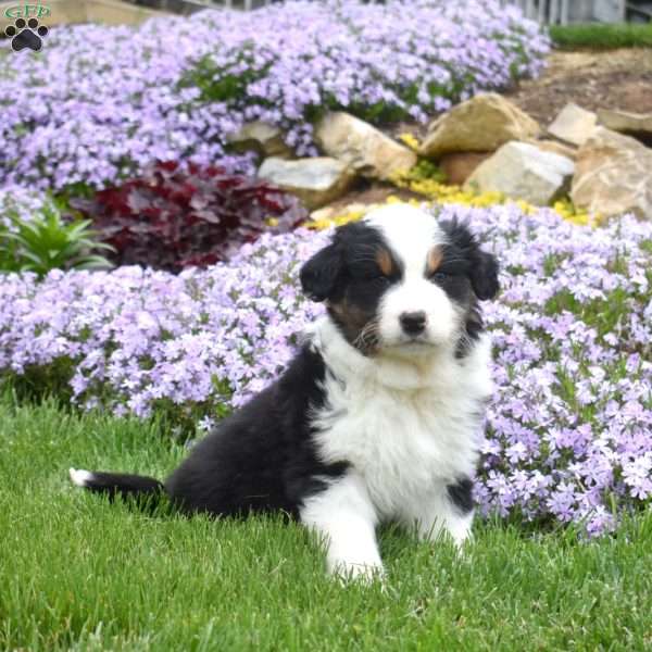 Maria, Australian Shepherd Puppy