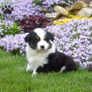 Maria, Australian Shepherd Puppy