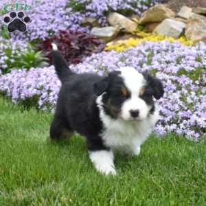 Maria, Australian Shepherd Puppy