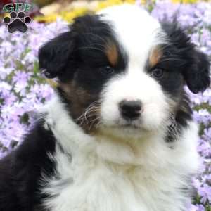 Maria, Australian Shepherd Puppy