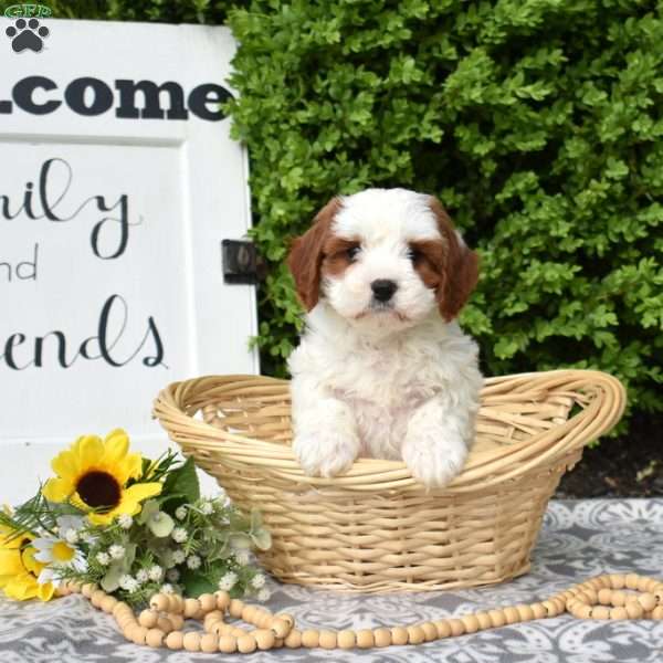 Marigold, Cavapoo Puppy