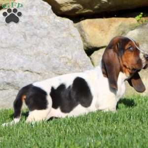 Marlee, Basset Hound Puppy