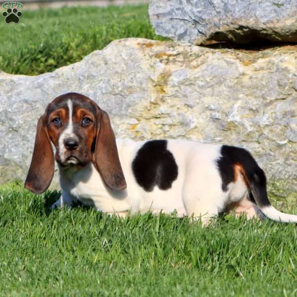 Marlee, Basset Hound Puppy