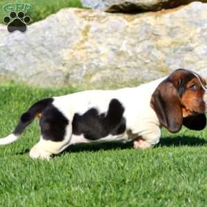 Marlee, Basset Hound Puppy