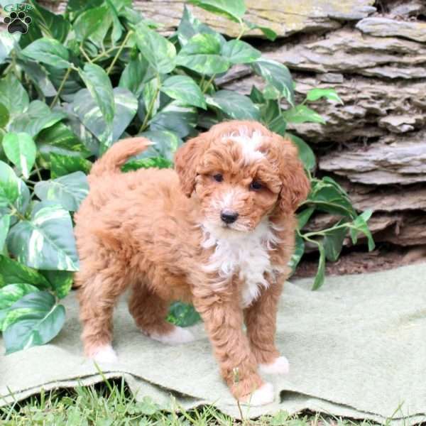 Marlie, Miniature Poodle Puppy