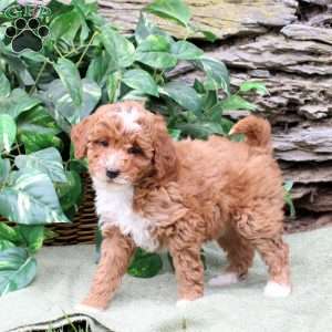 Marlie, Miniature Poodle Puppy