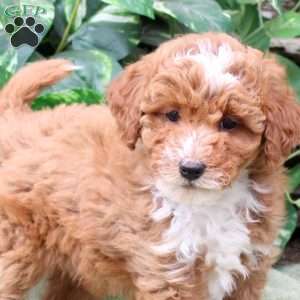 Marlie, Miniature Poodle Puppy